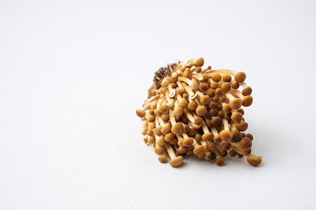 golden enoki mushroom