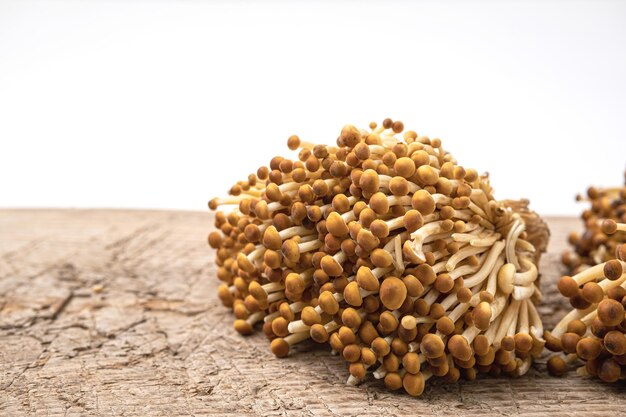 Golden enoki mushroom