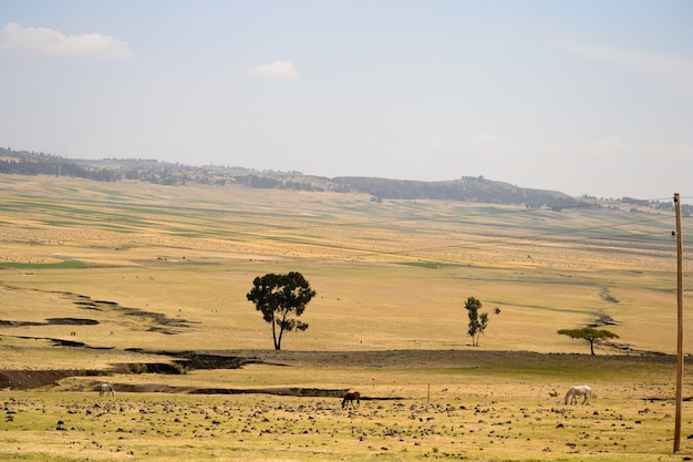 Photo golden ethiopian landscape, teff fields and tree