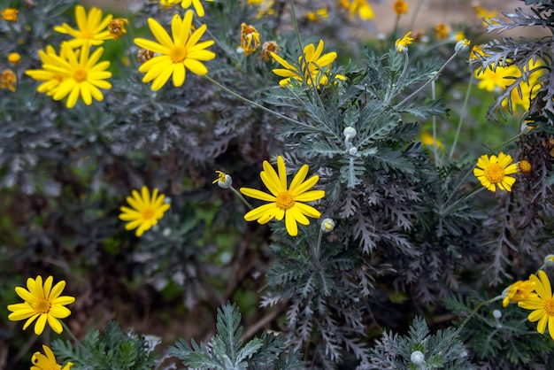 Photo golden euryops, golden daisy bush, euryops pectinatus flowers.