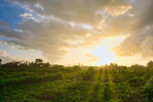 golden evening sun penetrating cloudy sky over tropical field of Indonesia