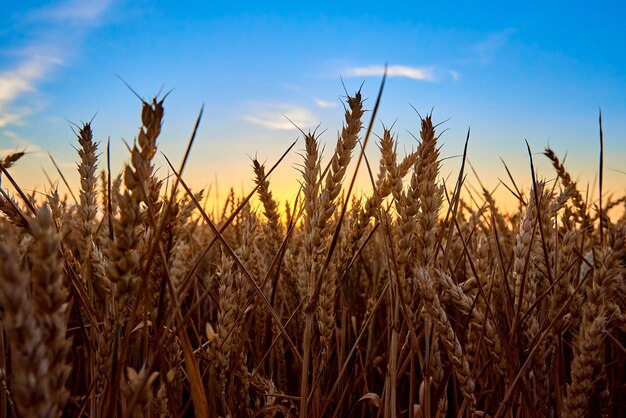 Golden field with ripe wheat ear