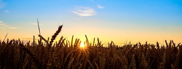 Golden field with ripe wheat ear