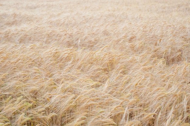 Golden fields serene summer wheat harvest in the countryside