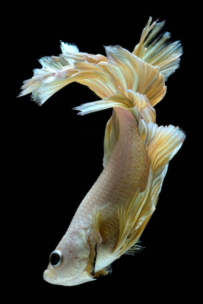 Golden fighting fish.