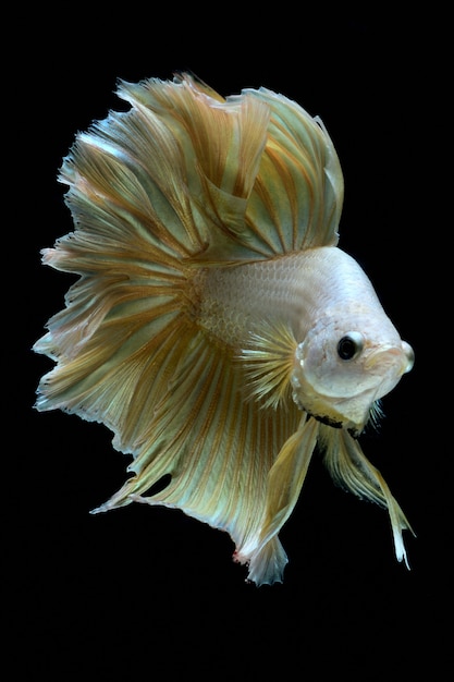 Golden fighting fish.