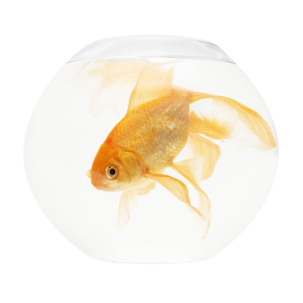 Photo a golden fish in aquarium isolated on white.