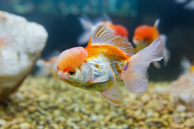 golden fish in a freshwater aquarium