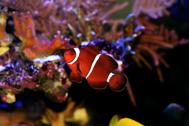 Golden flake Maroon Clownfish - Premnas biaculeatus (juvenile)