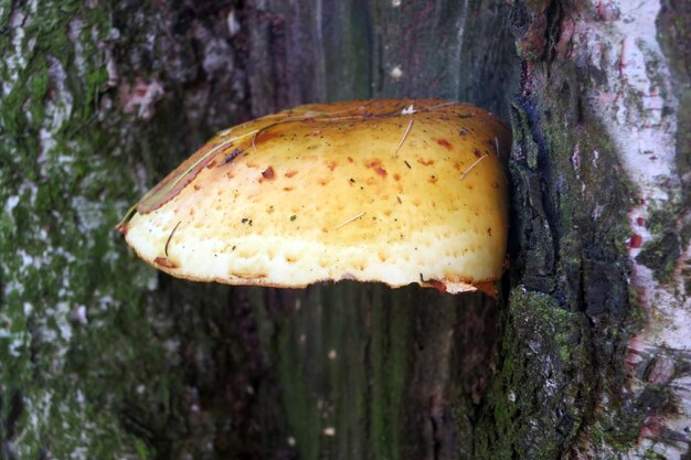 Photo golden flake sawdust phaeolepiota aurea mushrooms on a tree