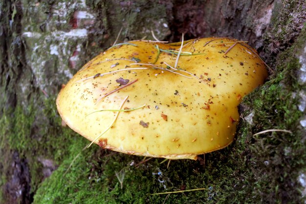 Photo golden flake sawdust phaeolepiota aurea mushrooms on a tree