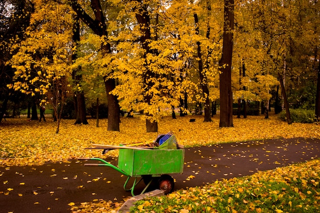 Golden foliage of the autumn park