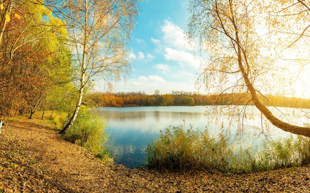 Golden foliage in park