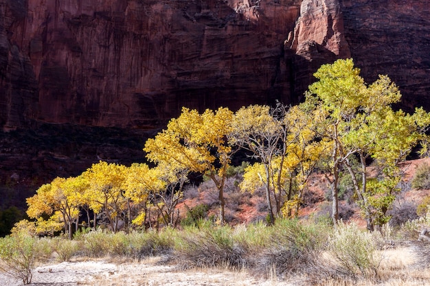 Photo golden foliage in zion national park