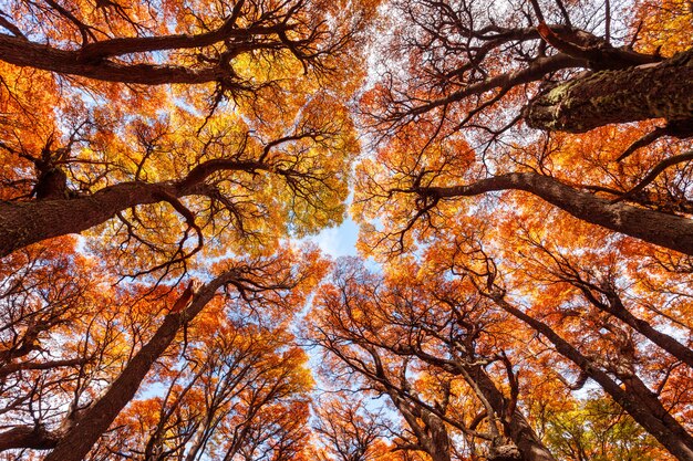 Golden forest in Patagonia