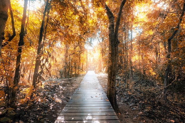 Golden forest with wood path in national park