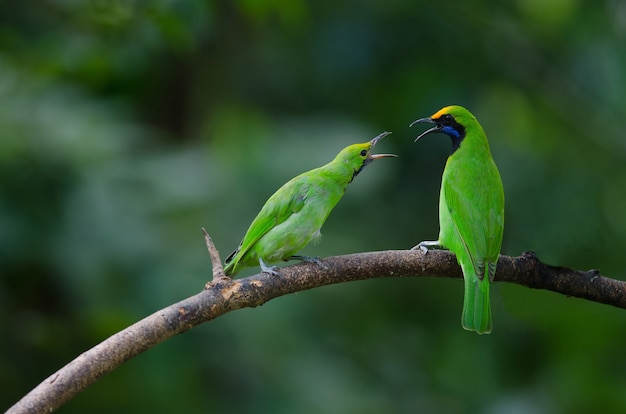 지점에 황금 면된 leafbird