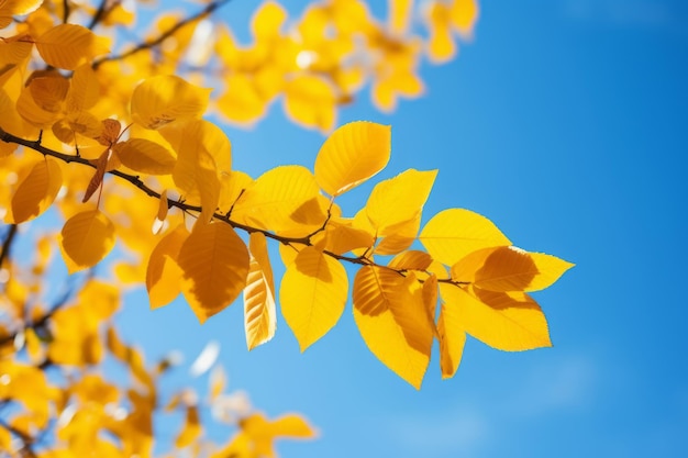 秋 の 金色 の 輝き 太陽 に 照らさ れ て いる 驚く べき 木 の 葉