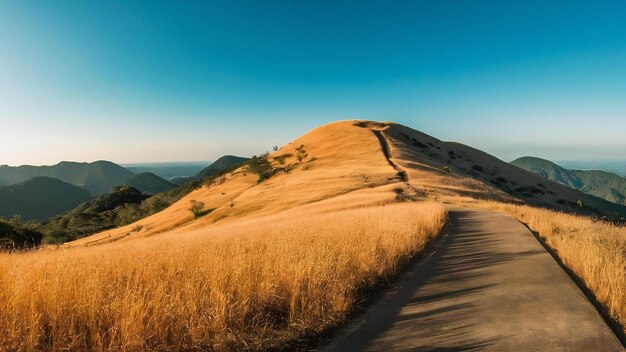 Photo golden grass at bald hill mountain scenic park in ranong thailand