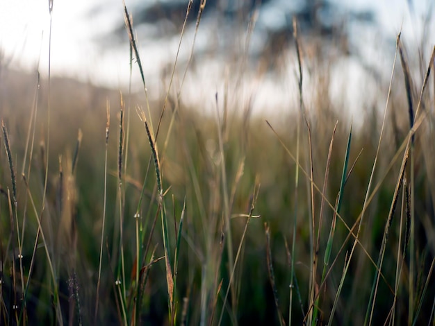 Golden grass Chloris virgata feather fingergrass feathery Rhodesgrass selected focus