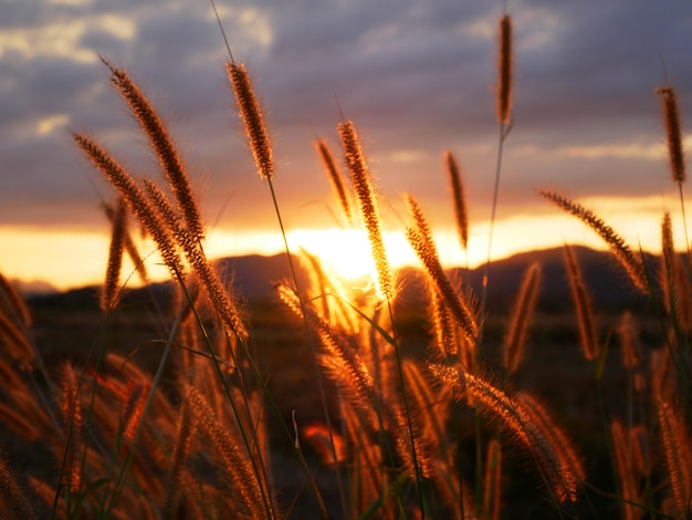 Golden Grass Field Under Soft Sunshine