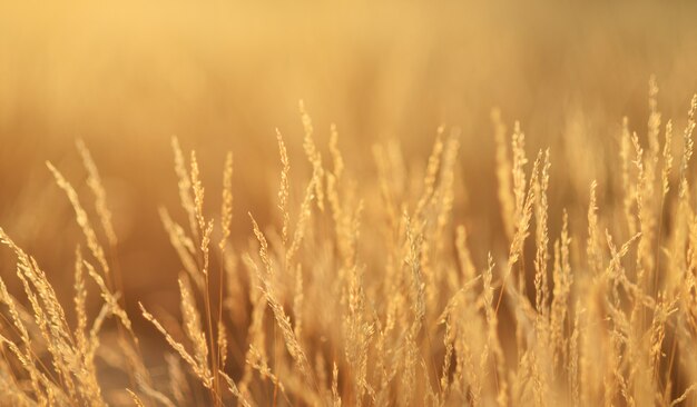 Golden grass, sunset background. The meadow in the evening has the golden light of the sun.