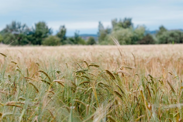 Золотое и зеленое пшеничное поле в летний день