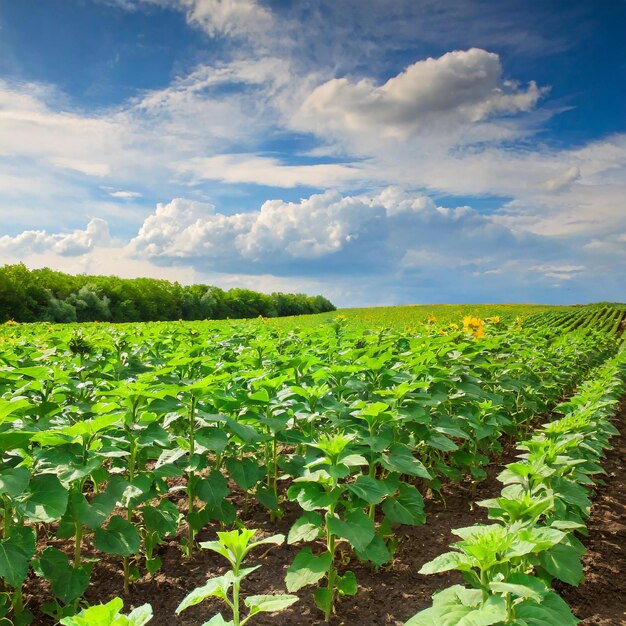 Golden Growth Fields Bursting with Young Sunflower Crops