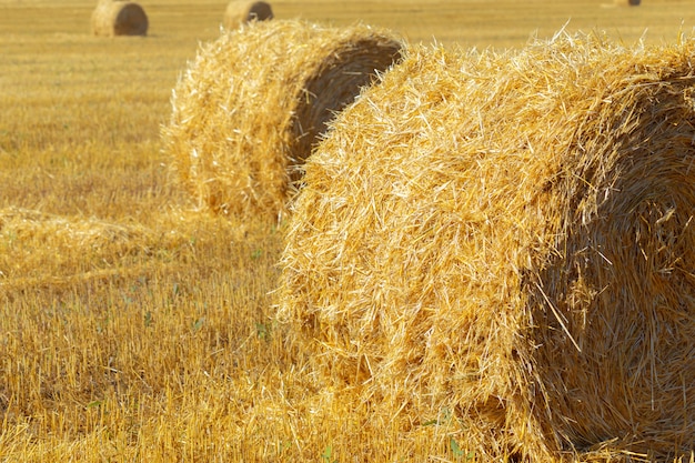 Golden hay bales in countryside