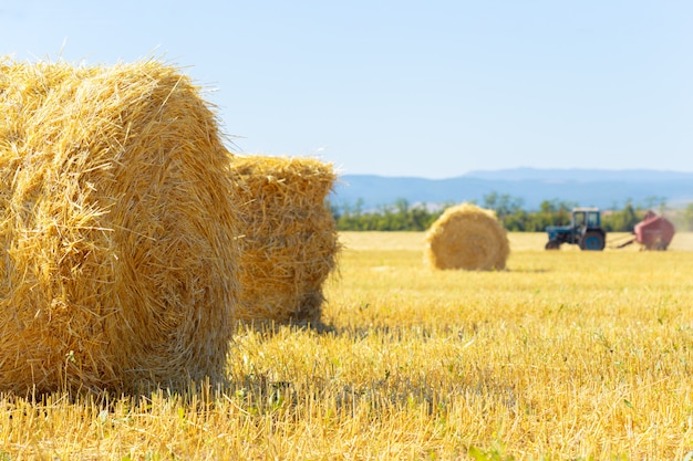 Golden hay bales in countryside