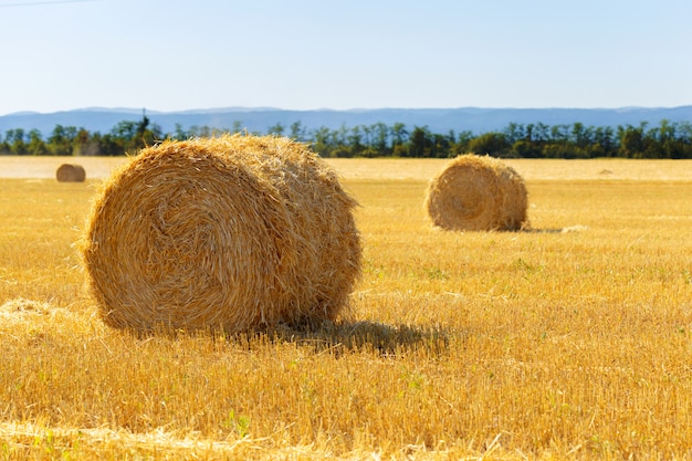 Golden hay bales in countryside