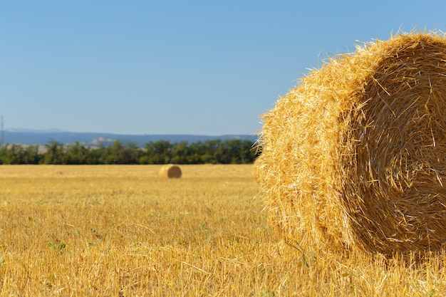 Golden hay bales in countryside