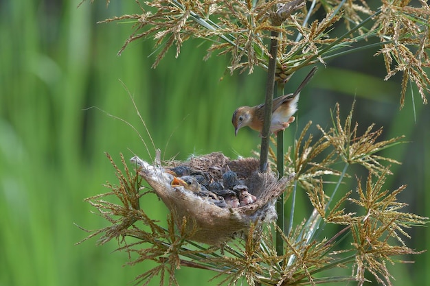 황금 머리 cisticola 새가 병아리를 위해 음식을 가져옵니다.