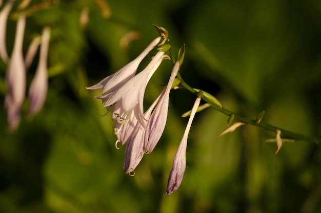 Foto fiori dell'ora d'oro