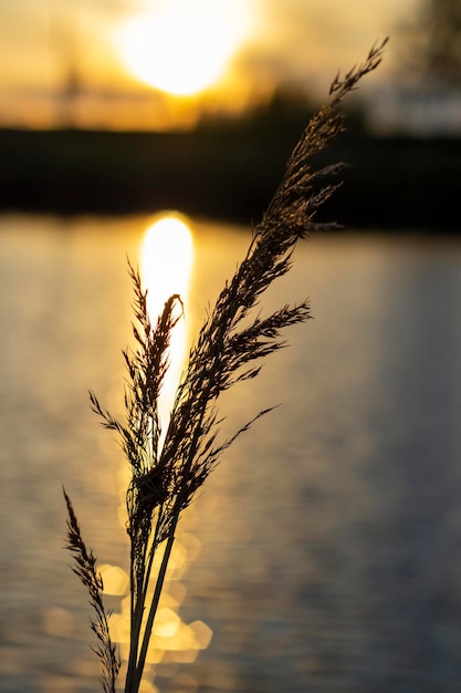 Photo golden hour plants vertical sizexdxa