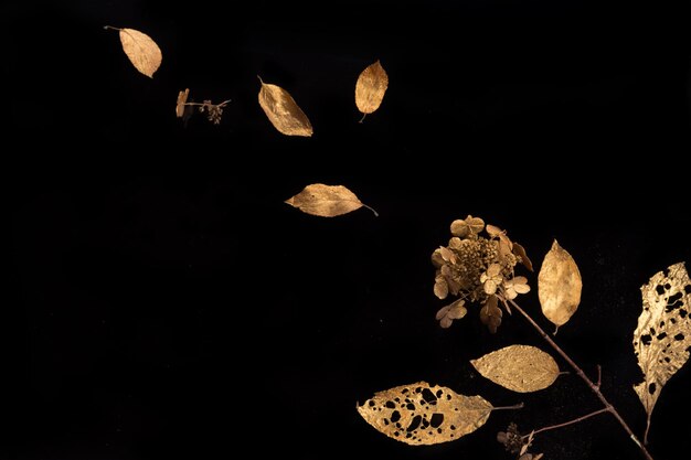 Golden hydrangea flowers and leaves on black background