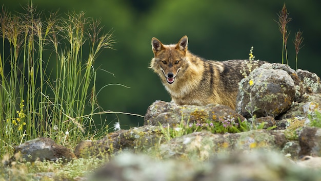 Golden jackal hiding behind rocks in mountains