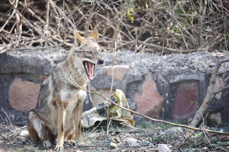 फोटो golden jackal in keoladeo national park india