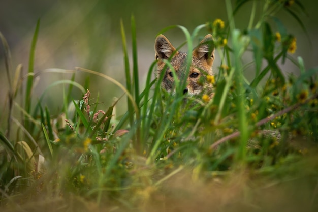 Golden jackal peeking out of the grass in summertime