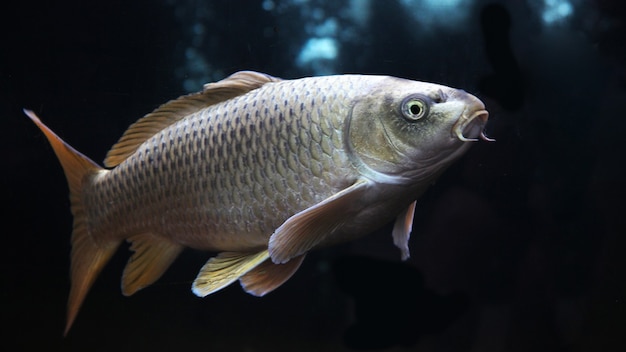 黒の背景に分離された金鯉または銀鯉魚