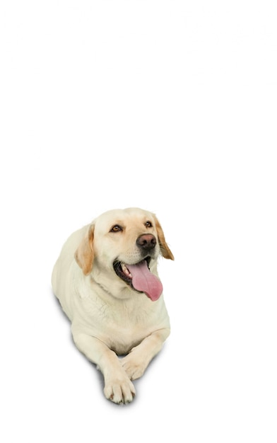 Golden labrador dog lying