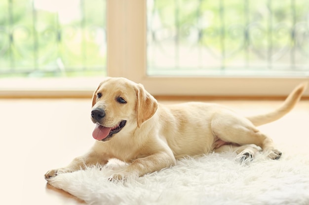 部屋のゴールデン ラブラドール犬