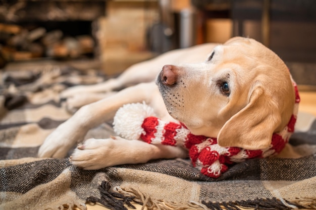 Golden Labrador Retriever in a Christmas scarf lies on a plaid in a wooden house near a burning fireplace