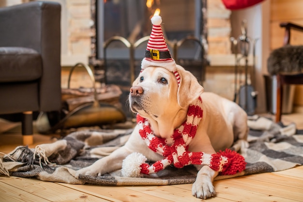 Golden labrador retriever in a christmas scarf lies on a plaid\
in a wooden house near a burning fireplace