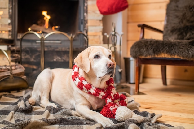 Golden Labrador Retriever in een kerstsjaal ligt op een plaid in een houten huis bij een brandende open haard