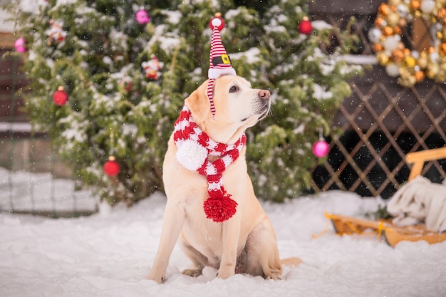 住宅の建物の中庭で冬の降雪時に、装飾されたクリスマスツリーとそりの近くにスカーフの黄金のラブラドールが座っています。