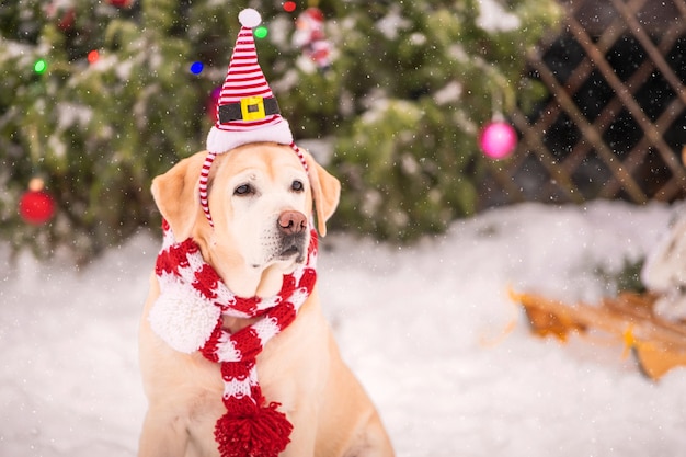 A golden labrador in a scarf sits near a decorated Christmas tree and sleigh during a snowfall in winter in the courtyard of a residential building.