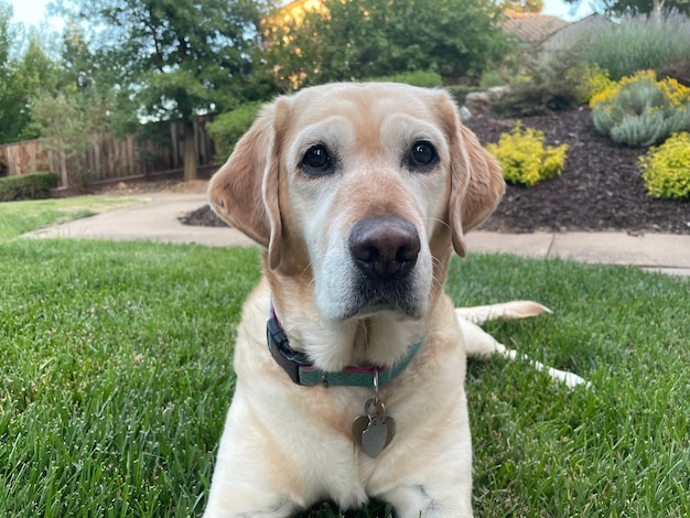 Foto labrador dorato seduto sull'erba