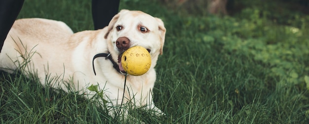 Foto labrador dorato con una palla in bocca sdraiato sull'erba vicino al suo proprietario