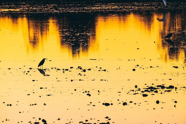 水に鳥と黄金の湖